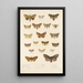 Insecta Lepidoptera Heterocera Pl 022 - Frederick DuCane Godman — gerahmtes Bild an der Wand