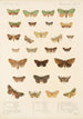 Insecta Lepidoptera Heterocera Pl 023 - Frederick DuCane Godman — Ansicht des Kunstwerks