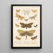 Insecta Lepidoptera Heterocera Pl 024 - Frederick DuCane Godman — gerahmtes Bild an der Wand