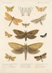 Insecta Lepidoptera Heterocera Pl 024 - Frederick DuCane Godman — Ansicht des Kunstwerks