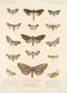 Insecta Lepidoptera Heterocera Pl 025 - Frederick DuCane Godman — Ansicht des Kunstwerks