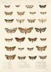 Insecta Lepidoptera Heterocera Pl 027 - Frederick DuCane Godman — Ansicht des Kunstwerks