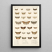 Insecta Lepidoptera Heterocera Pl 027 - Frederick DuCane Godman — gerahmtes Bild an der Wand