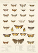 Insecta Lepidoptera Heterocera Pl 030 - Frederick DuCane Godman — Ansicht des Kunstwerks