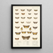 Insecta Lepidoptera Heterocera Pl 030 - Frederick DuCane Godman — gerahmtes Bild an der Wand