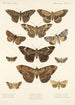 Insecta Lepidoptera Heterocera Pl 032 - Frederick DuCane Godman — Ansicht des Kunstwerks