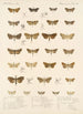 Insecta Lepidoptera Heterocera Pl 040 - Frederick DuCane Godman — Ansicht des Kunstwerks