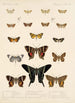 Insecta Lepidoptera Heterocera Pl 041 - Frederick DuCane Godman — Ansicht des Kunstwerks