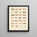 Insekten Lepidoptera Heterocera Pl 047 - Frederick Du Cane Godman — gerahmtes Bild an der Wand