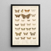Insecta Lepidoptera Heterocera Pl 048 - Frederick DuCane Godman — gerahmtes Bild an der Wand