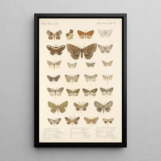 Frederick DuCane Godman - Insecta LepidopteraHeterocera Pl 048.webp