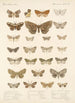 Insecta Lepidoptera Heterocera Pl 048 - Frederick DuCane Godman — Ansicht des Kunstwerks