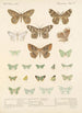 Insecta Lepidoptera Heterocera Pl 049 - Frederick DuCane Godman — Ansicht des Kunstwerks
