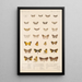 Insecta Lepidoptera Heterocera Pl 055 - Frederick DuCane Godman — gerahmtes Bild an der Wand