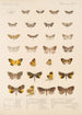 Insecta Lepidoptera Heterocera Pl 055 - Frederick DuCane Godman — Ansicht des Kunstwerks