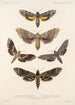 Insecta Lepidoptera Heterocera Pl 067 - Frederick DuCane Godman — Ansicht des Kunstwerks