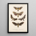 Insecta Lepidoptera Heterocera Pl 067 - Frederick DuCane Godman — gerahmtes Bild an der Wand