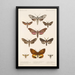 Insecta Lepidoptera Heterocera Pl 068 - Frederick DuCane Godman — gerahmtes Bild an der Wand