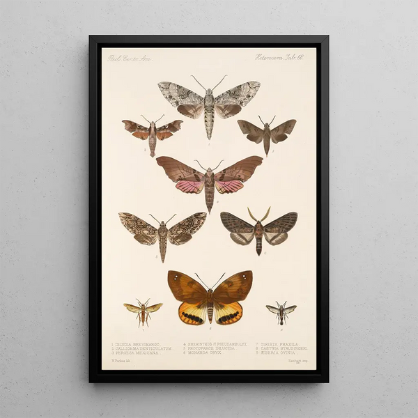 Frederick DuCane Godman - Insecta LepidopteraHeterocera Pl 068.webp