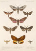 Insecta Lepidoptera Heterocera Pl 068 - Frederick DuCane Godman — Ansicht des Kunstwerks
