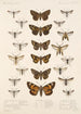 Insecta Lepidoptera Heterocera Pl 069 - Frederick DuCane Godman — Ansicht des Kunstwerks