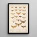Insecta Lepidoptera Heterocera Pl 074 - Frederick DuCane Godman — gerahmtes Bild an der Wand