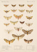 Insecta Lepidoptera Heterocera Pl 074 - Frederick DuCane Godman — Ansicht des Kunstwerks