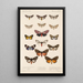 Insecta Lepidoptera Heterocera Pl 076 - Frederick DuCane Godman — gerahmtes Bild an der Wand