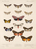 Insecta Lepidoptera Heterocera Pl 076 - Frederick DuCane Godman — Ansicht des Kunstwerks