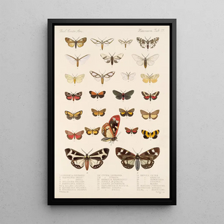 Frederick DuCane Godman - Insecta LepidopteraHeterocera Pl 077.webp