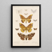 Insecta Lepidoptera Heterocera Pl 079 - Frederick DuCane Godman — gerahmtes Bild an der Wand