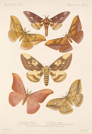 Frederick DuCane Godman - Insecta LepidopteraHeterocera Pl 080.webp
