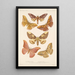 Insecta Lepidoptera Heterocera Pl 080 - Frederick DuCane Godman — gerahmtes Bild an der Wand