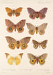 Insecta Lepidoptera Heterocera Pl 081 - Frederick DuCane Godman — Ansicht des Kunstwerks