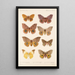 Insecta Lepidoptera Heterocera Pl 081 - Frederick DuCane Godman — gerahmtes Bild an der Wand
