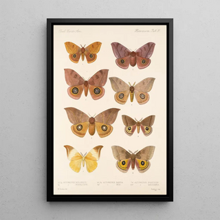 Frederick DuCane Godman - Insecta LepidopteraHeterocera Pl 081.webp