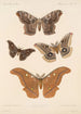 Insecta Lepidoptera Heterocera Pl 083 - Frederick DuCane Godman — Ansicht des Kunstwerks