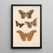 Insecta Lepidoptera Heterocera Pl 083 - Frederick DuCane Godman — gerahmtes Bild an der Wand