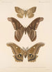 Insecta Lepidoptera Heterocera Pl 084 - Frederick DuCane Godman — Ansicht des Kunstwerks