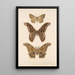 Insecta Lepidoptera Heterocera Pl 084 - Frederick DuCane Godman — gerahmtes Bild an der Wand