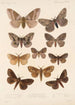 Insecta Lepidoptera Heterocera Pl 085 - Frederick DuCane Godman — Ansicht des Kunstwerks