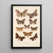 Insecta Lepidoptera Heterocera Pl 085 - Frederick DuCane Godman — gerahmtes Bild an der Wand