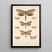 Insecta Lepidoptera Heterocera Pl 089 - Frederick DuCane Godman — gerahmtes Bild an der Wand