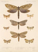 Insecta Lepidoptera Heterocera Pl 089 - Frederick DuCane Godman — Ansicht des Kunstwerks