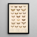 Insecta Lepidoptera Heterocera Pl 090 - Frederick DuCane Godman — gerahmtes Bild an der Wand