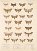 Insecta Lepidoptera Heterocera Pl 090 - Frederick DuCane Godman — Ansicht des Kunstwerks