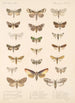 Insecta Lepidoptera Heterocera Pl 091 - Frederick DuCane Godman — Ansicht des Kunstwerks