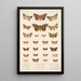 Insecta Lepidoptera Heterocera Pl 097 - Frederick DuCane Godman — gerahmtes Bild an der Wand
