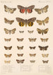 Insecta Lepidoptera Heterocera Pl 097 - Frederick DuCane Godman — Ansicht des Kunstwerks
