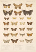 Insecta Lepidoptera Heterocera Pl 098 - Frederick DuCane Godman — Ansicht des Kunstwerks